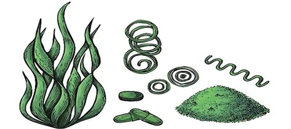Kdy užívat spirulinu, ráno nebo večer?